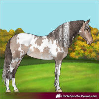 Horse Color:White Spotted Brown Dun Appaloosa 