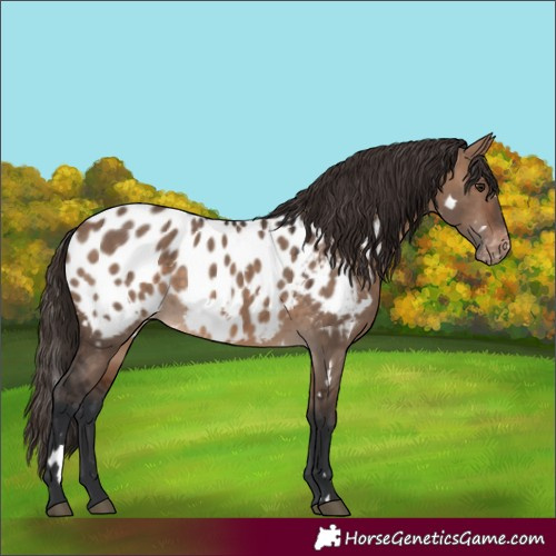 Horse Color:White Spotted Brown Dun Near Leopard