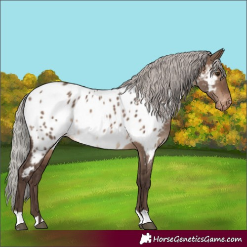 Horse Color:Silver Brown Dun Appaloosa 