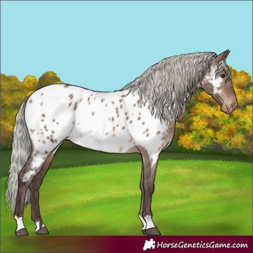 Horse Color:Silver Brown Dun Near Leopard