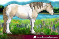 Horse Color:Buckskin Pearl Mushroom Tobiano