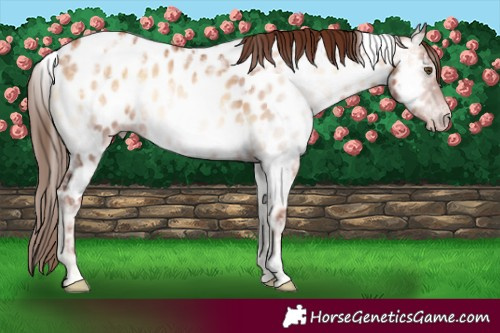 Horse Color:Gray White Spotted Gold Champagne Ice Onyx Appaloosa 