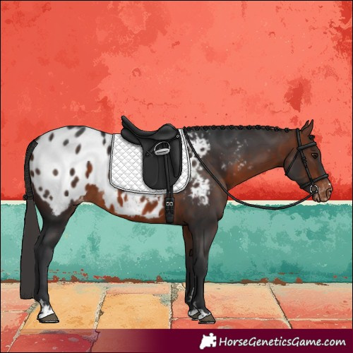 Horse Color:Bay Near Leopard 