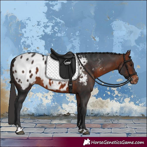 Horse Color:Bay Appaloosa 