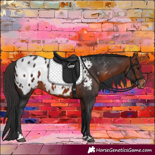 Horse Color:Bay Appaloosa 