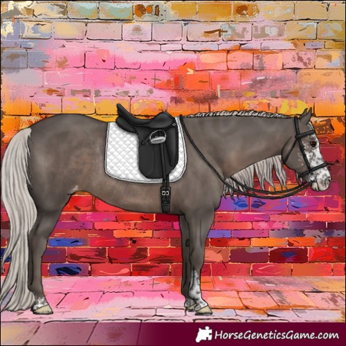 Horse Color:Silver Black Sabino Appaloosa Rabicano 