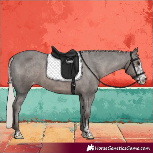 Horse Color:Silver Black Sabino Varnish Rabicano 