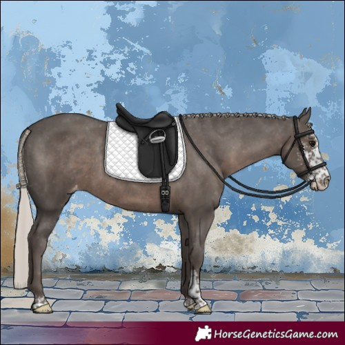 Horse Color:Silver Black Sabino Appaloosa Rabicano 