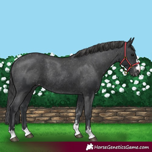 Horse Color:Black Varnish Rabicano
