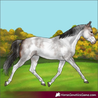 Horse Color:White Spotted Brown Roan Frame
