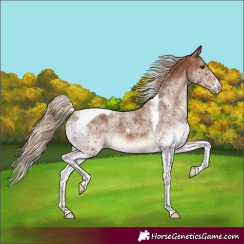 Horse Color:White Spotted Chestnut Tobiano Rabicano 