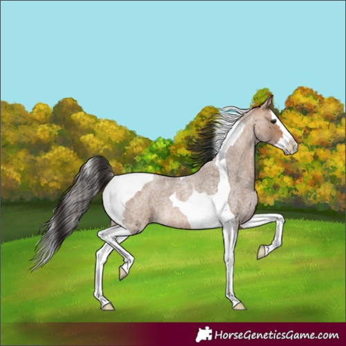 Horse Color:Bay Roan Dun Splash Tobiano 