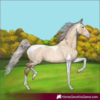Horse Color:Gray Silver Amber Champagne Roan Dun Splash Tobiano