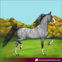 Horse Color:Powder White Blue Roan Splash 