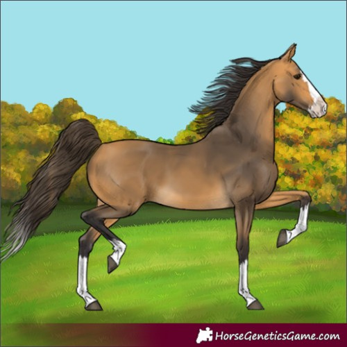 Horse Color:Buckskin Splash 