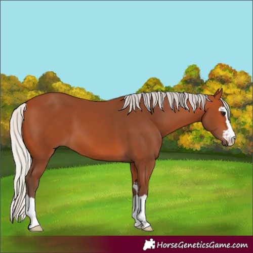 Horse Color:Silver Bay 