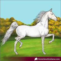 Horse Color:Gold Cream Champagne Pearl Appaloosa 