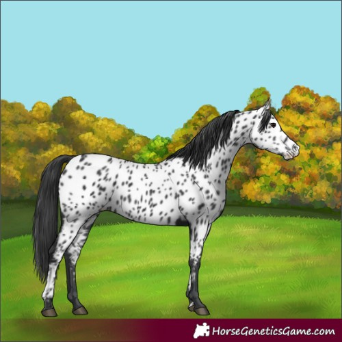 Horse Color:Black Appaloosa 