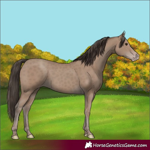 Horse Color:Classic Champagne Rabicano 