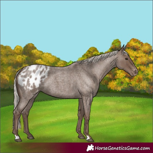 Horse Color:Silver Blue Roan Appaloosa 