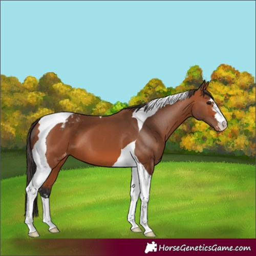 Horse Color:Bay Tobiano Appaloosa