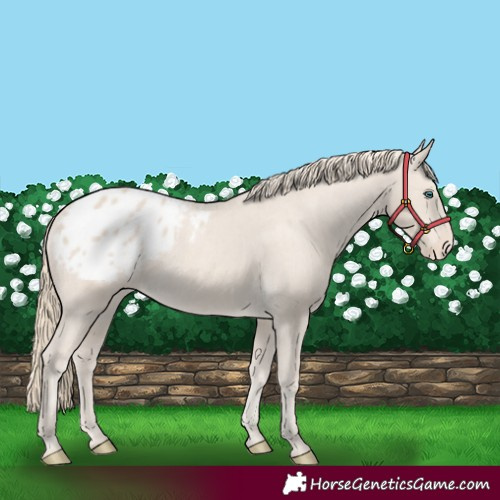 Horse Color:Smoky Creme Appaloosa Rabicano 