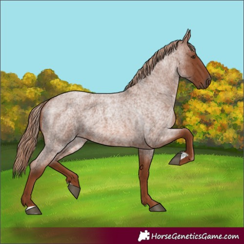 Horse Color:Red Roan 