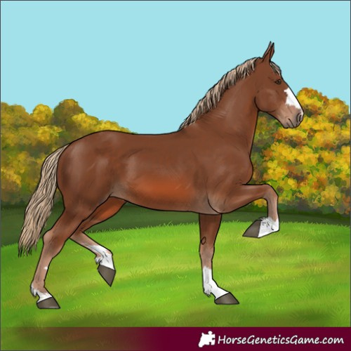 Horse Color:Chestnut 