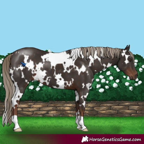 Horse Color:White Spotted Liver Chestnut 