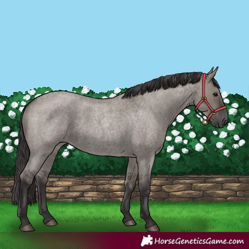 Horse Color:Smoky Grullo Roan 