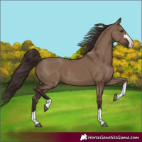 Horse Color:Liver Red Dun 