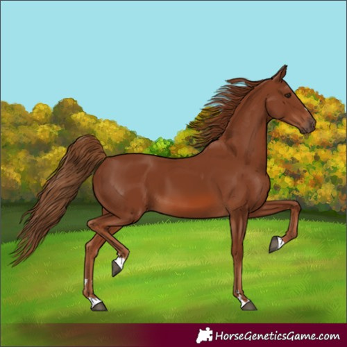 Horse Color:Chestnut 