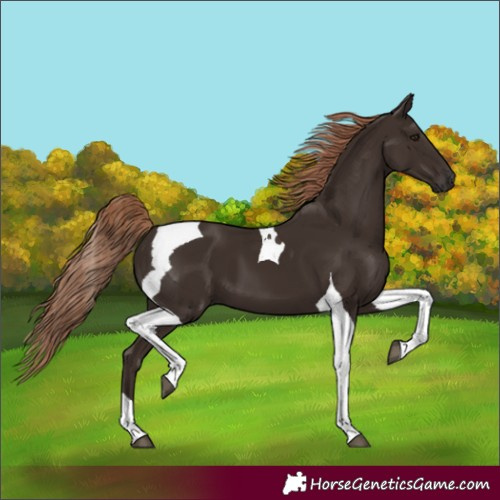 Horse Color:Liver Chestnut Tobiano 