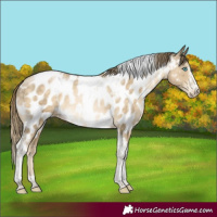 Horse Color:Buckskin Pearl Sabino Tobiano Appaloosa Rabicano 