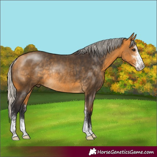 Horse Color:Silver Buckskin Sabino Rabicano