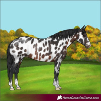 Horse Color:Brown Appaloosa Rabicano 