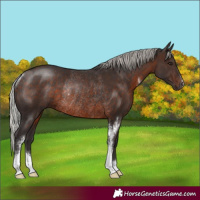 Horse Color:Silver Brown Sabino Rabicano 