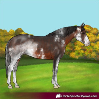 Horse Color:Brown Sabino 