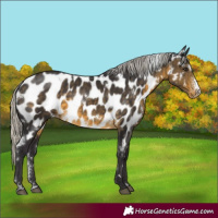 Horse Color:White Spotted Silver Buckskin Sabino Appaloosa Rabicano 