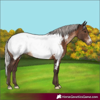 Horse Color:Silver Brown Sabino Appaloosa Rabicano