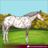 Horse Color:Silver Black Pearl Sabino Appaloosa