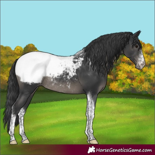 Horse Color:Black Sabino Tobiano Appaloosa Rabicano
