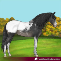 Horse Color:Black Sabino Tobiano Appaloosa Rabicano