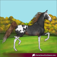 Horse Color:Gray Liver Chestnut Splash Appaloosa Rabicano 