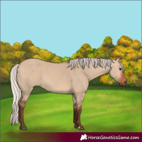 Horse Color:Silver Bay Dun 