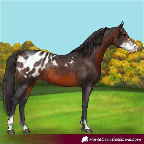 Horse Color:Brown Sabino Appaloosa Rabicano 