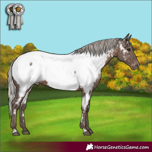 Horse Color:Silver Black Appaloosa 