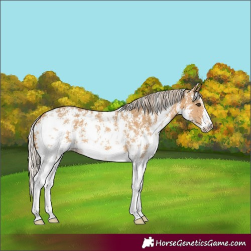Horse Color:Palomino Sabino 