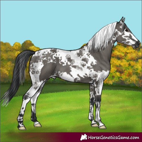 Horse Color:Grullo Splash Tobiano 
