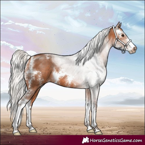 Horse Color:Silver Bay Sabino 